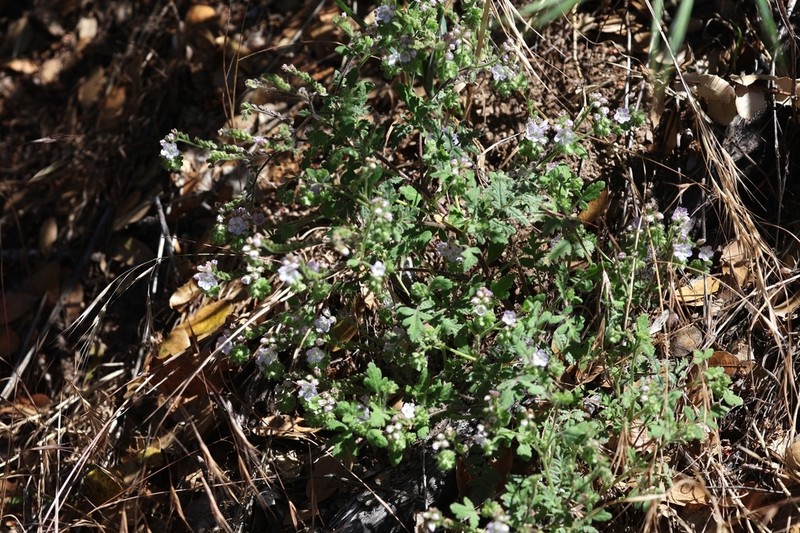 Broadlobe Phacelia photo 5