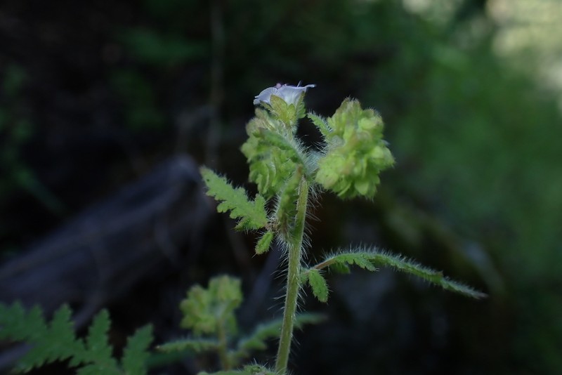 Broadlobe Phacelia photo 6