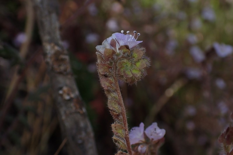 Broadlobe Phacelia photo 7