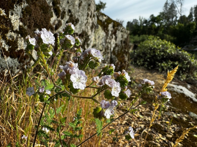 Broadlobe Phacelia photo 8