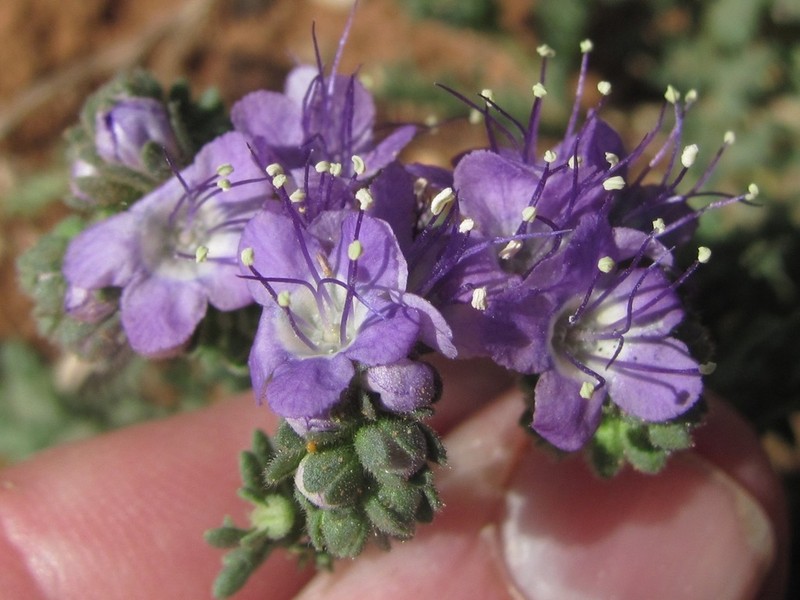 Pope's Phacelia