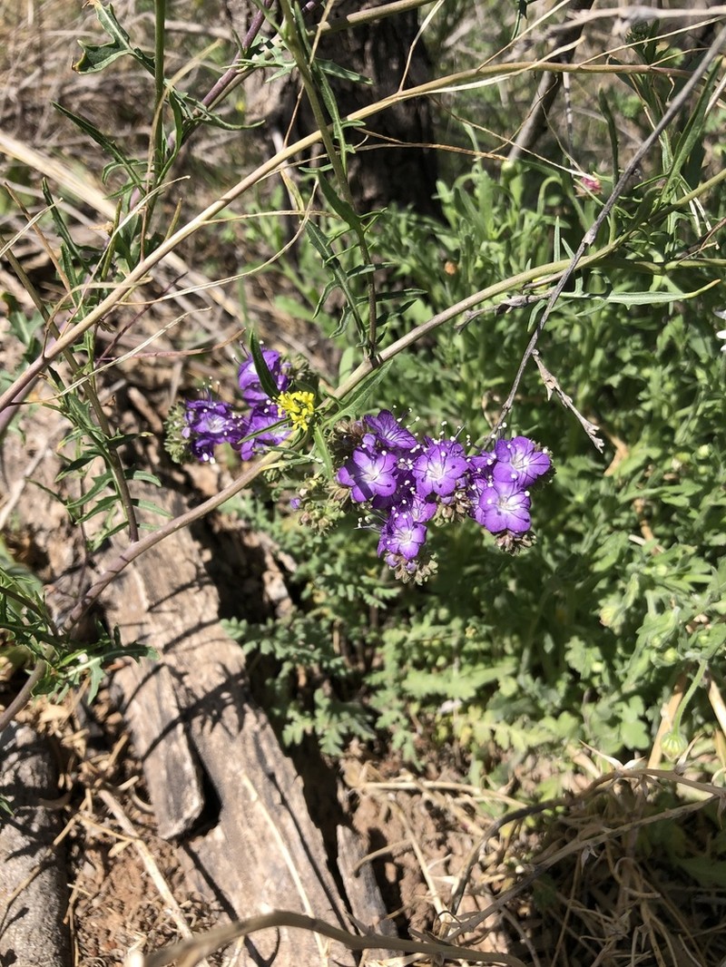 Pope's Phacelia photo 2
