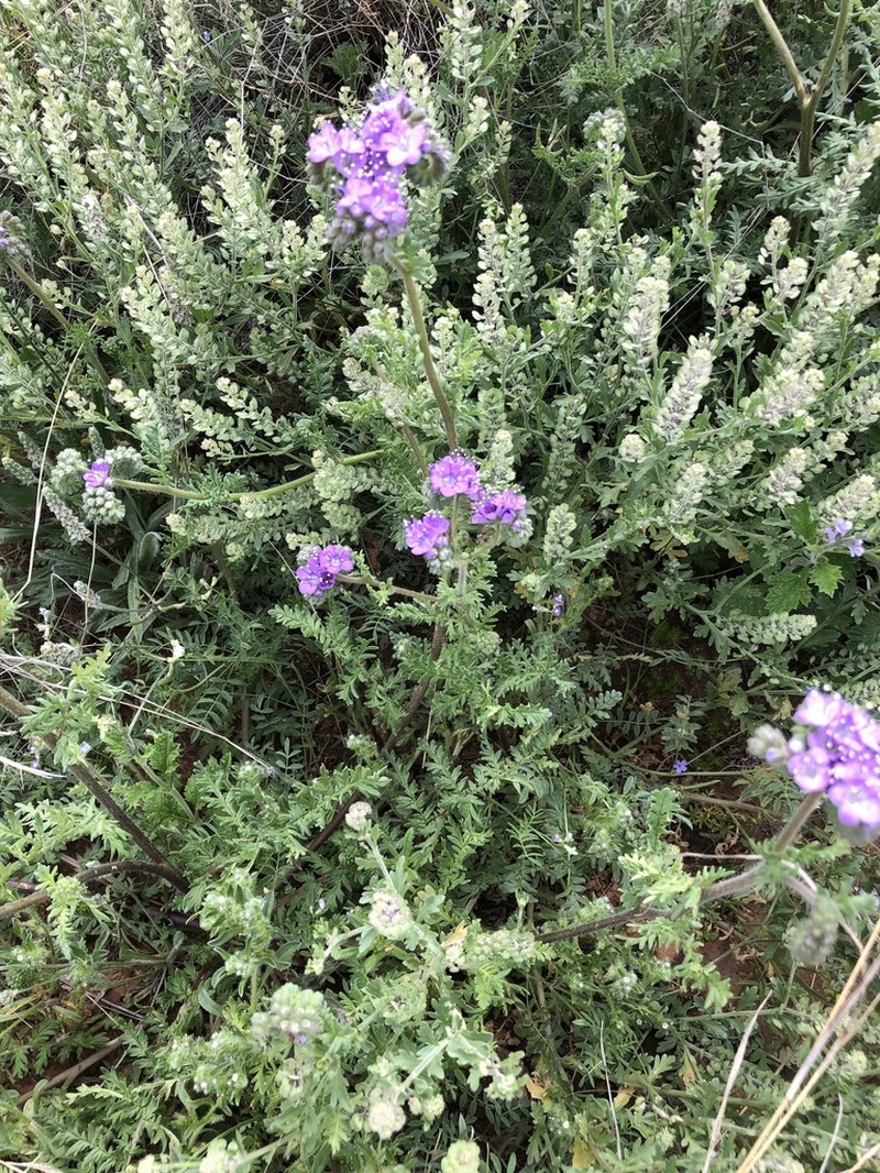 Pope's Phacelia photo 3