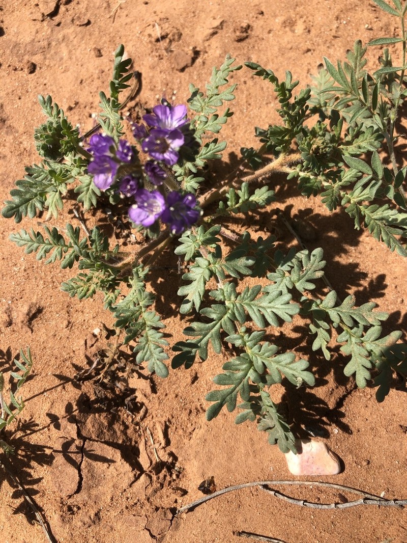 Pope's Phacelia photo 4