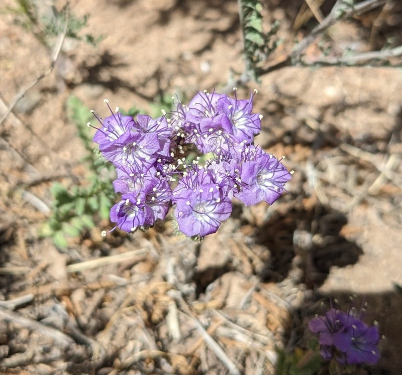 Pope's Phacelia photo 5