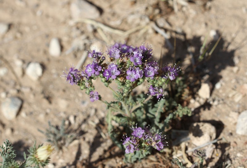 Pope's Phacelia photo 6