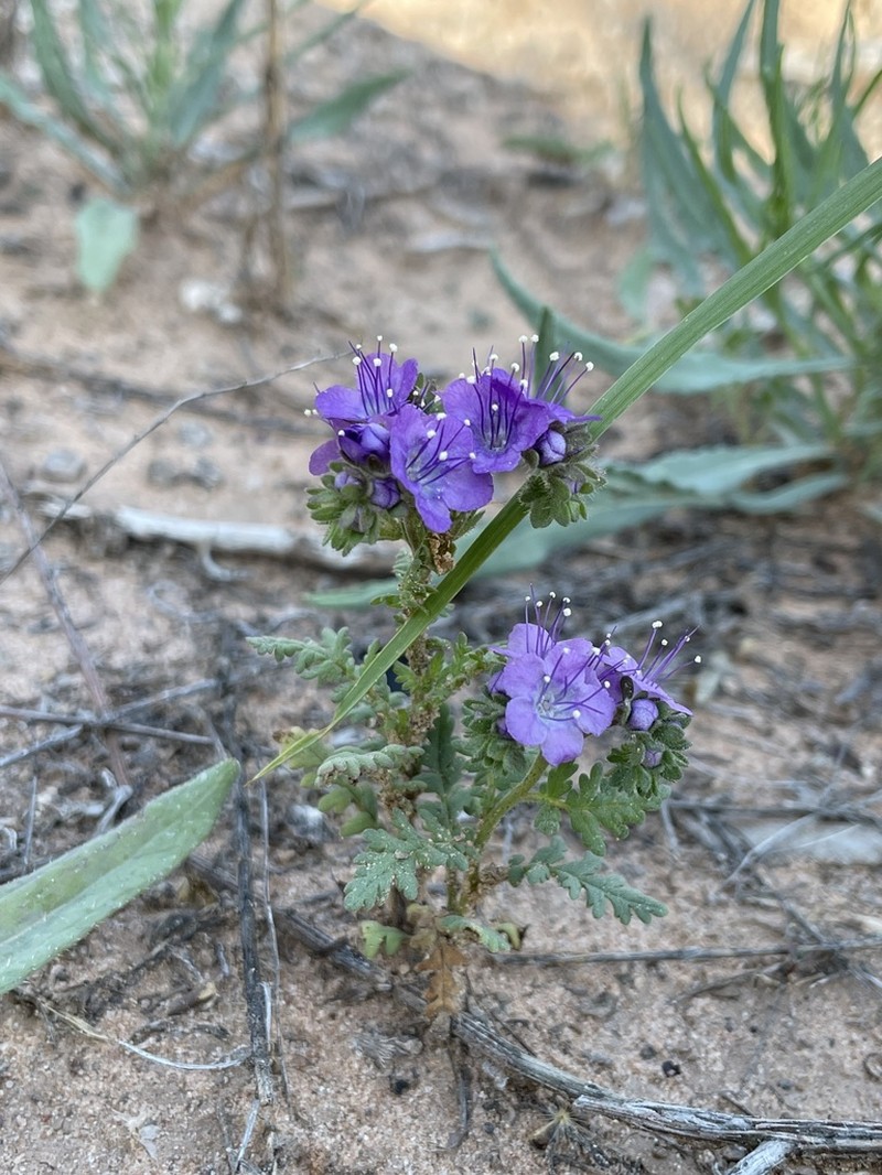 Pope's Phacelia photo 7