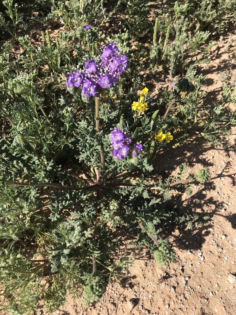 Pope's Phacelia photo 8