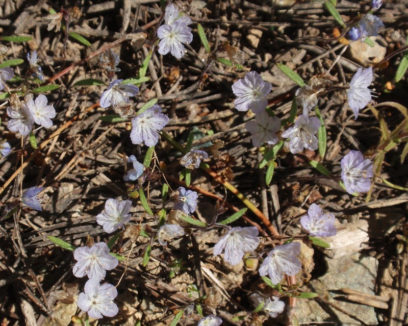Pringle's Phacelia