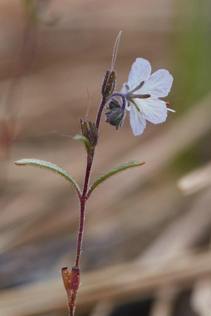 Pringle's Phacelia photo 2