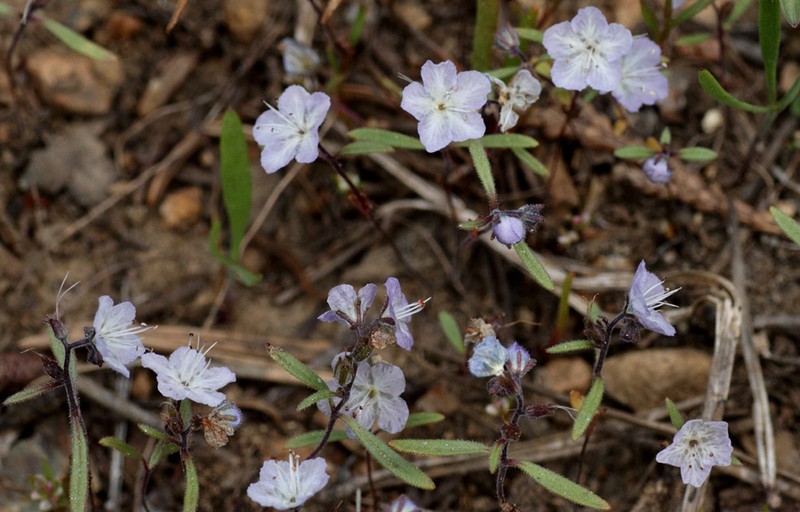 Pringle's Phacelia photo 3
