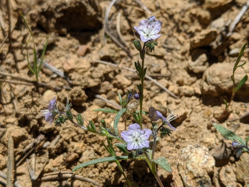 Pringle's Phacelia photo 4