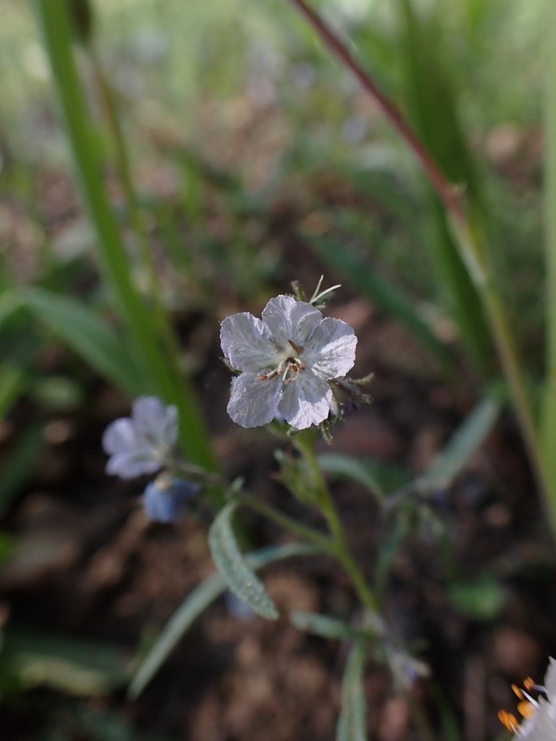 Pringle's Phacelia photo 5
