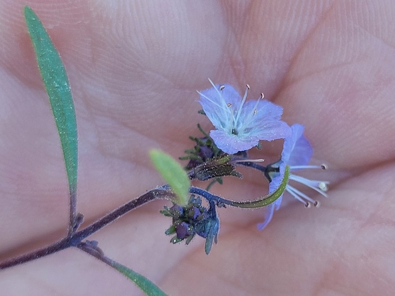 Pringle's Phacelia photo 6