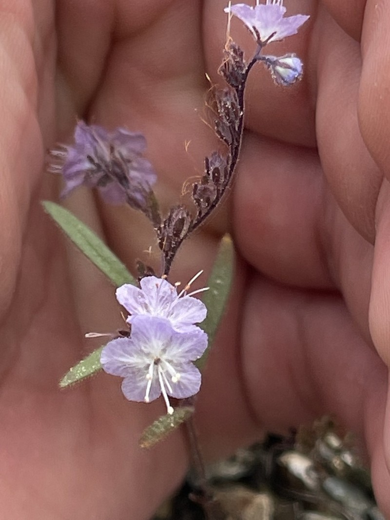 Pringle's Phacelia photo 7