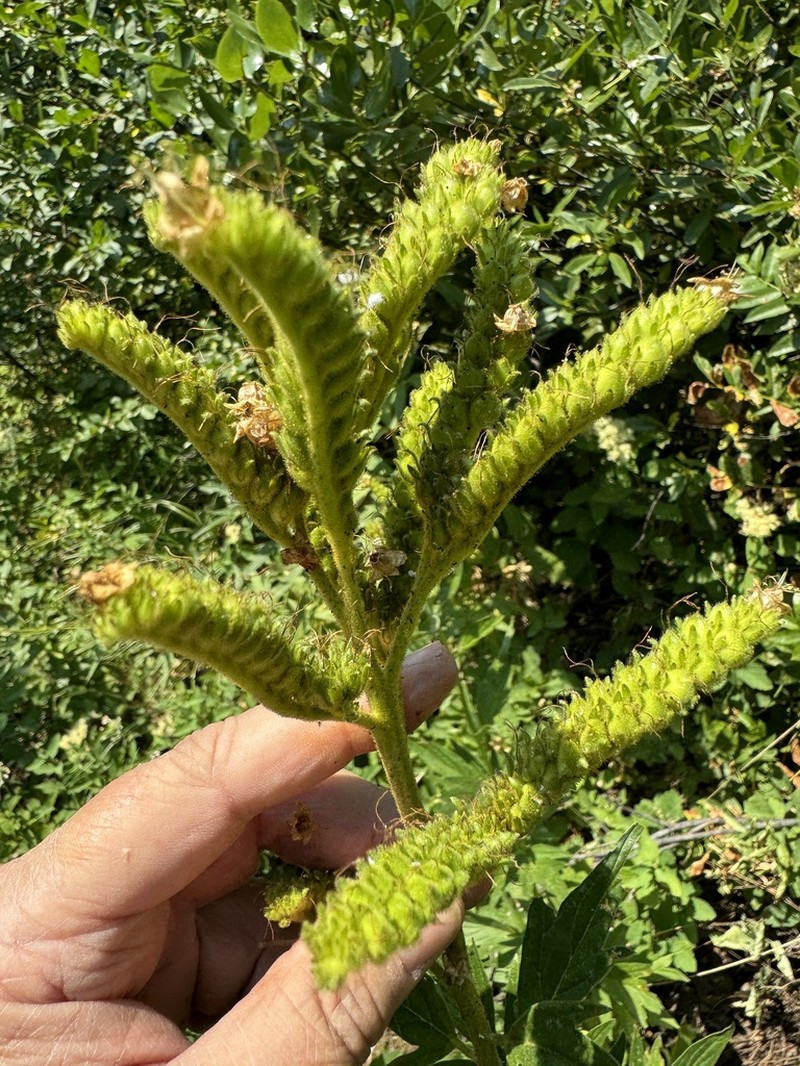 Tall Phacelia photo 2