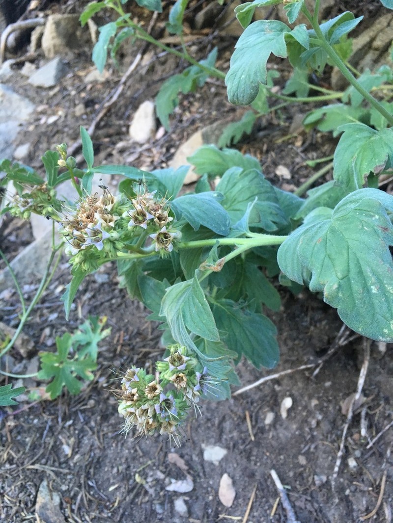 Tall Phacelia photo 3