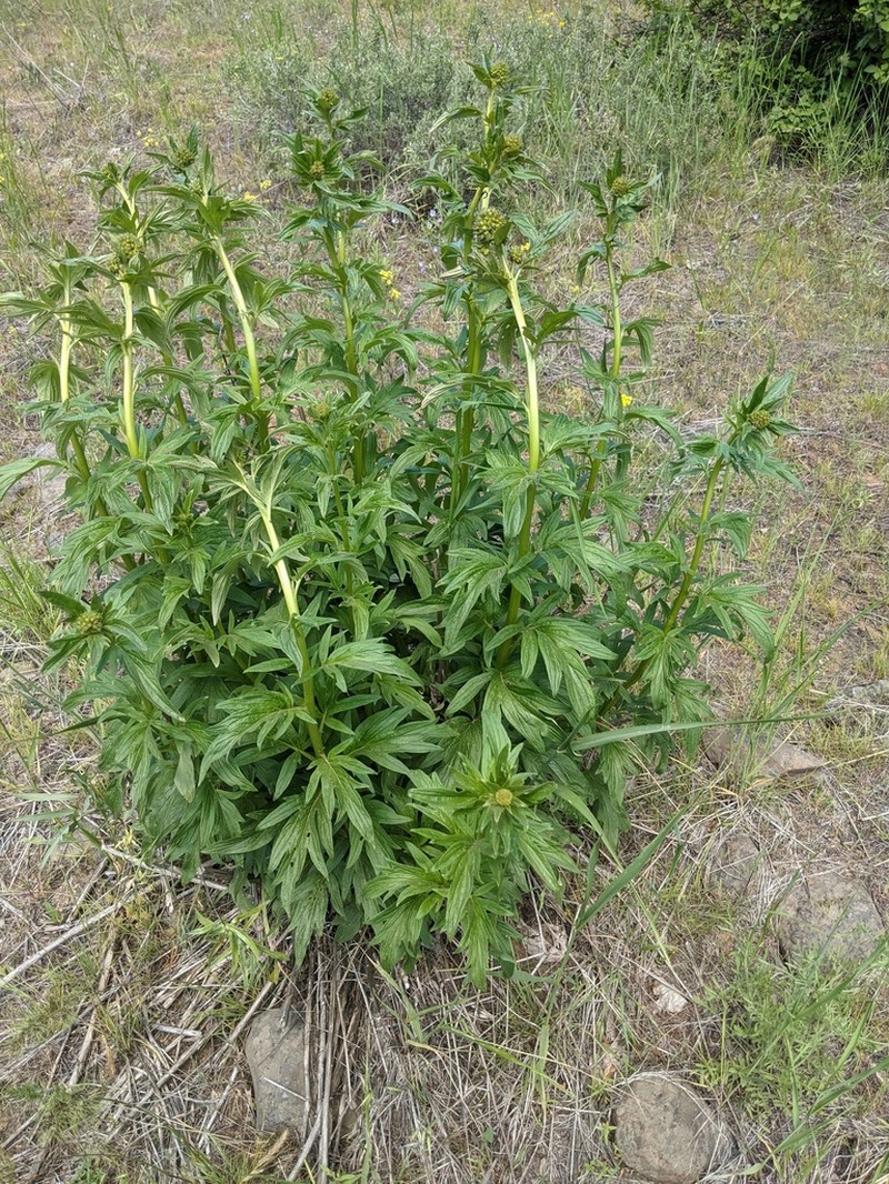Tall Phacelia photo 4