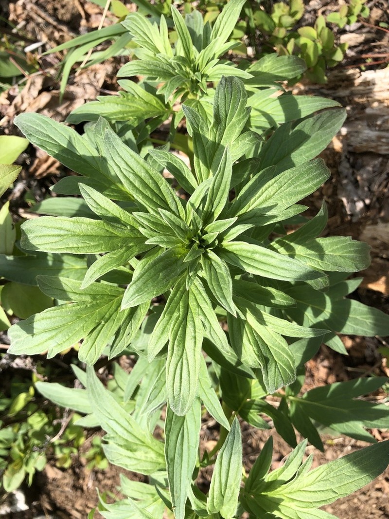 Tall Phacelia photo 5