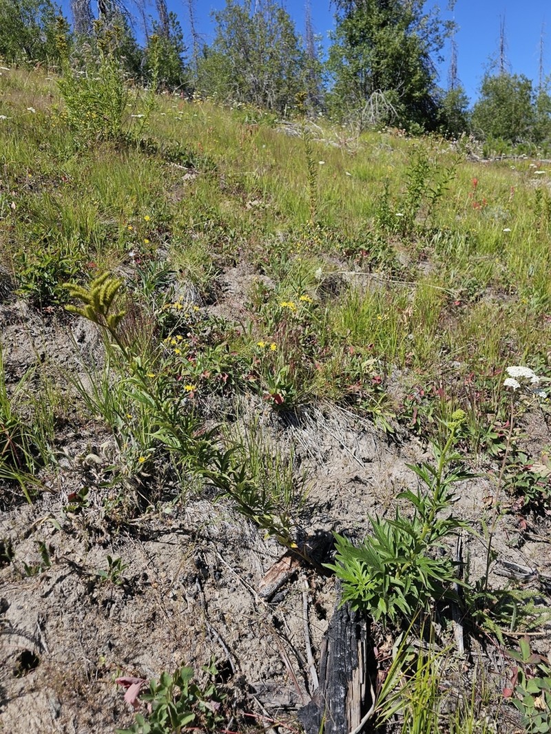 Tall Phacelia photo 7