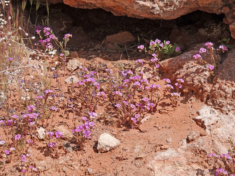 Beautiful Phacelia
