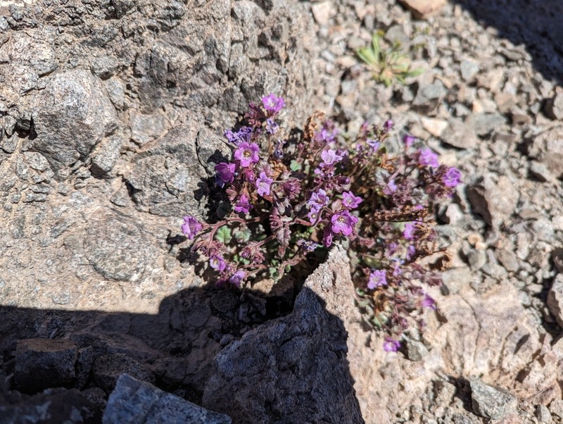 Beautiful Phacelia photo 2
