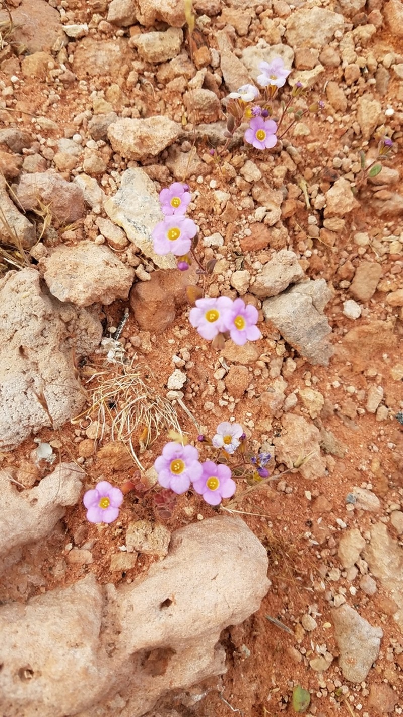 Beautiful Phacelia photo 3