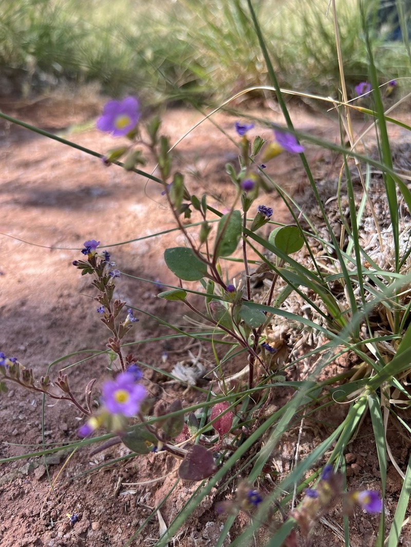 Beautiful Phacelia photo 4