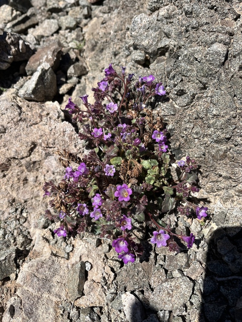 Beautiful Phacelia photo 5