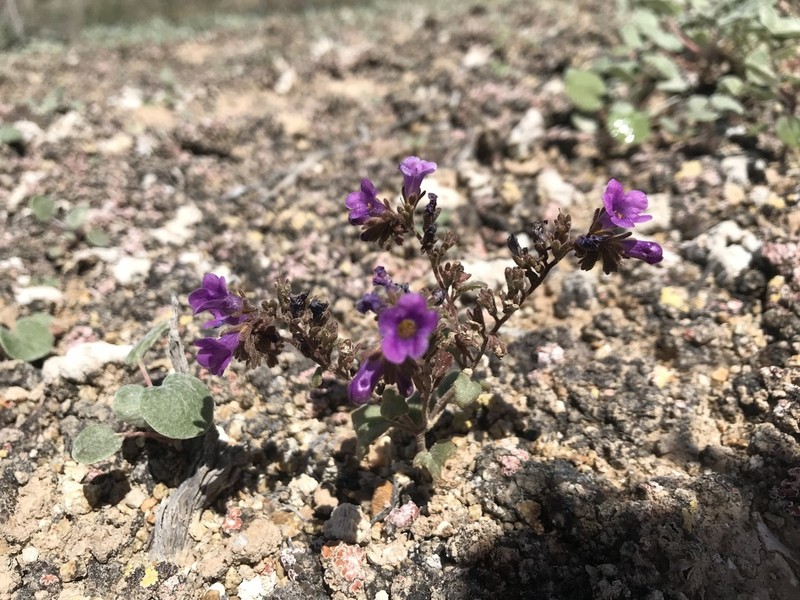 Beautiful Phacelia photo 6