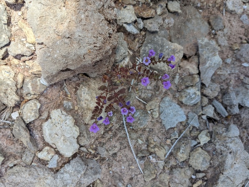Beautiful Phacelia photo 8