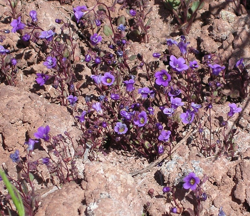 Phacelia pulchella var. atwoodii
