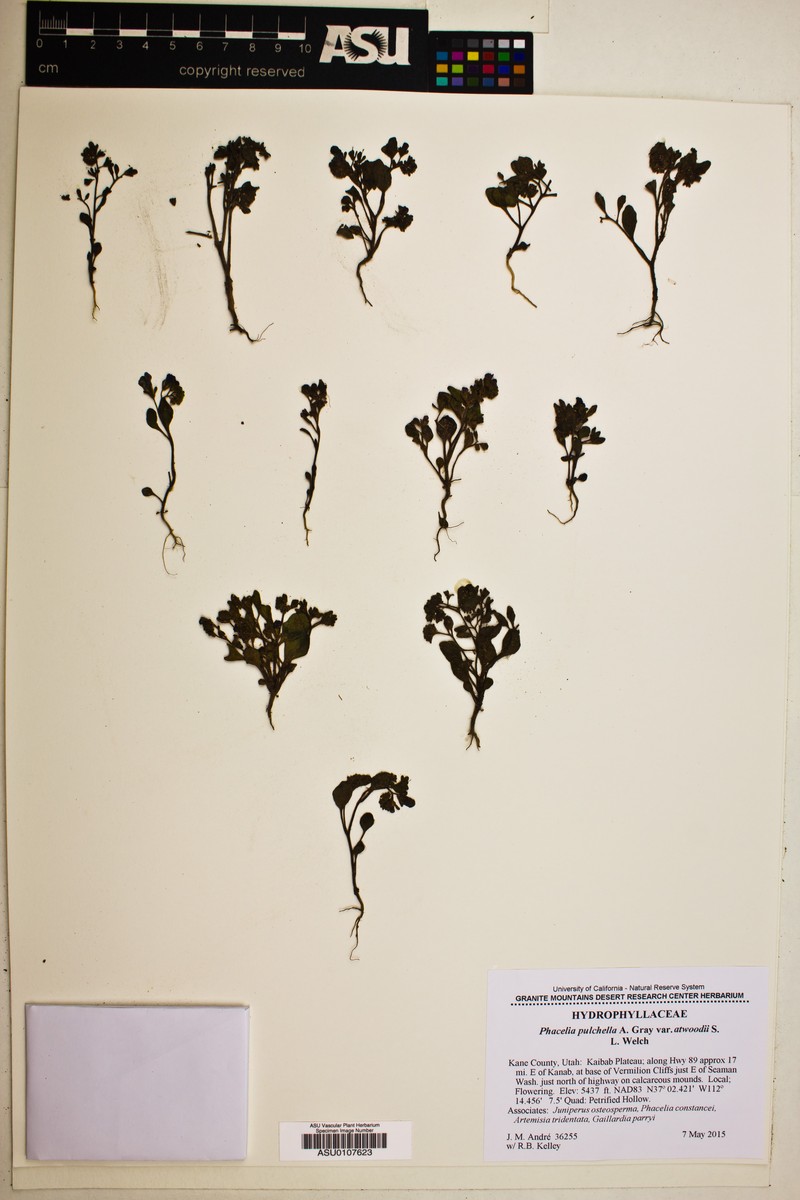 Phacelia pulchella var. atwoodii photo 2