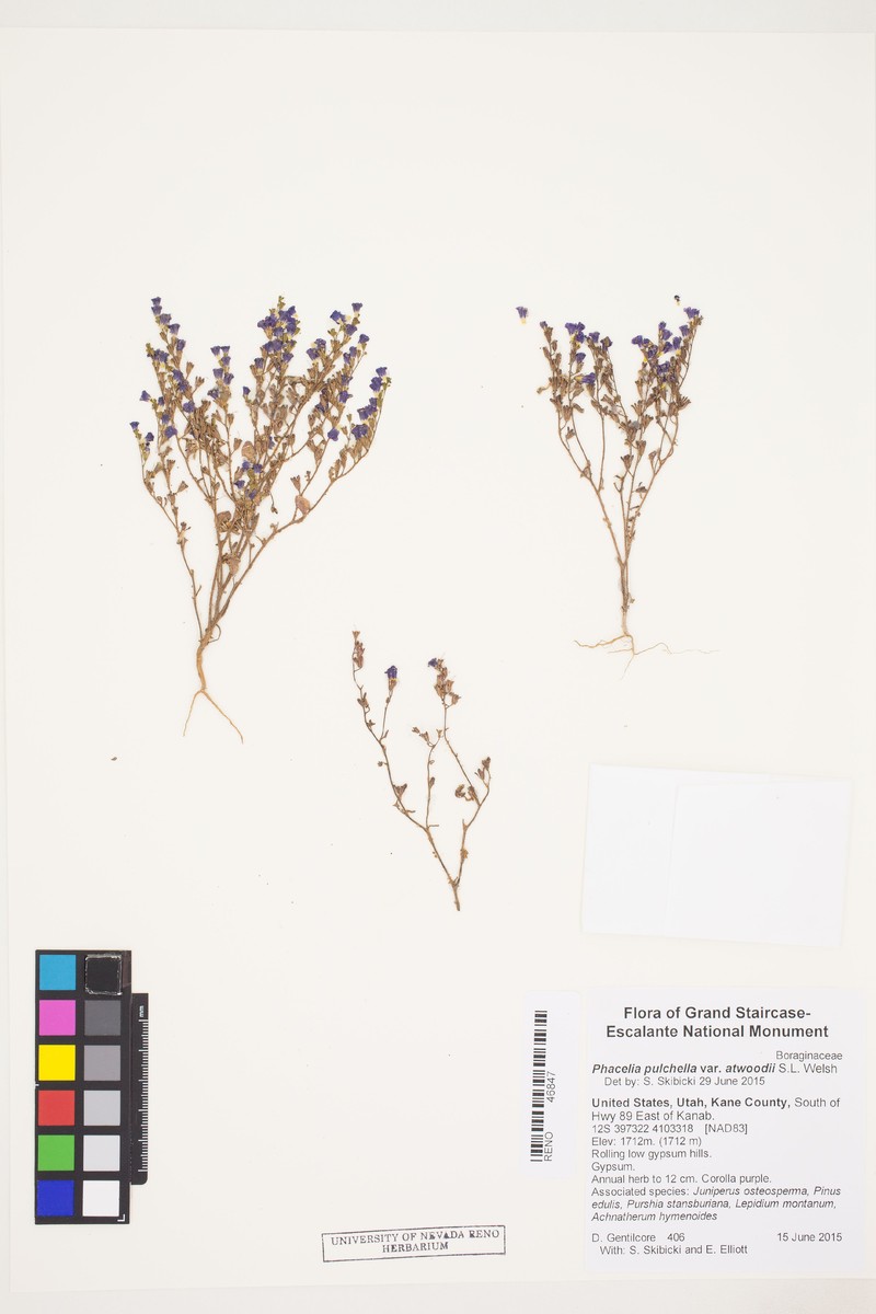 Phacelia pulchella var. atwoodii photo 3