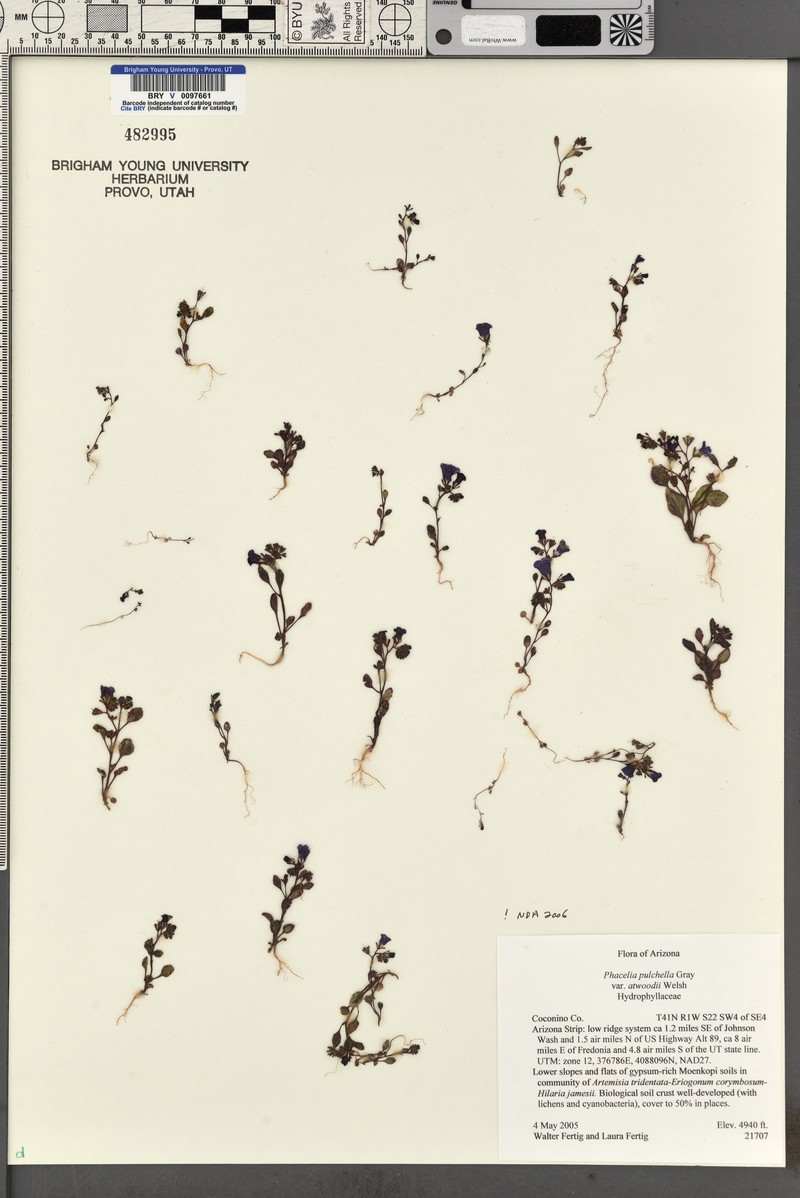 Phacelia pulchella var. atwoodii photo 4