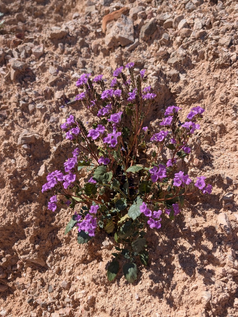Phacelia pulchella var. gooddingii