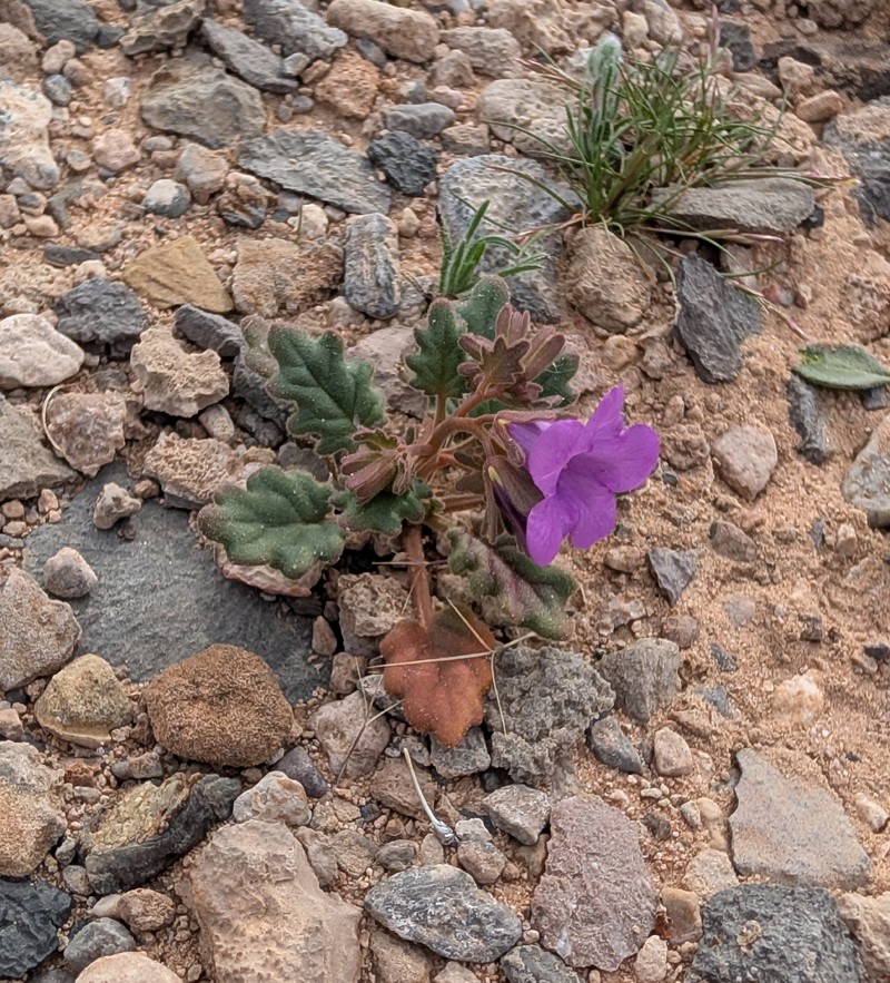 Phacelia pulchella var. gooddingii photo 2