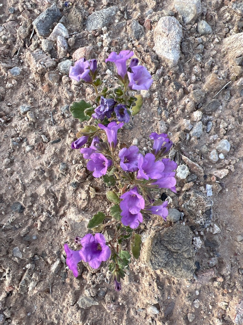 Phacelia pulchella var. gooddingii photo 3