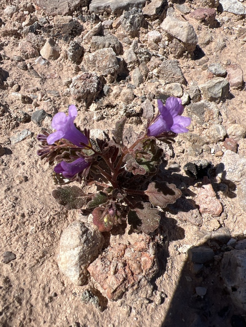 Phacelia pulchella var. gooddingii photo 4