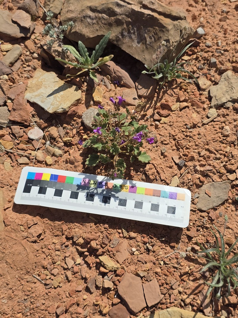 Phacelia pulchella var. gooddingii photo 5