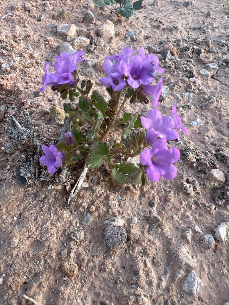 Phacelia pulchella var. gooddingii photo 6