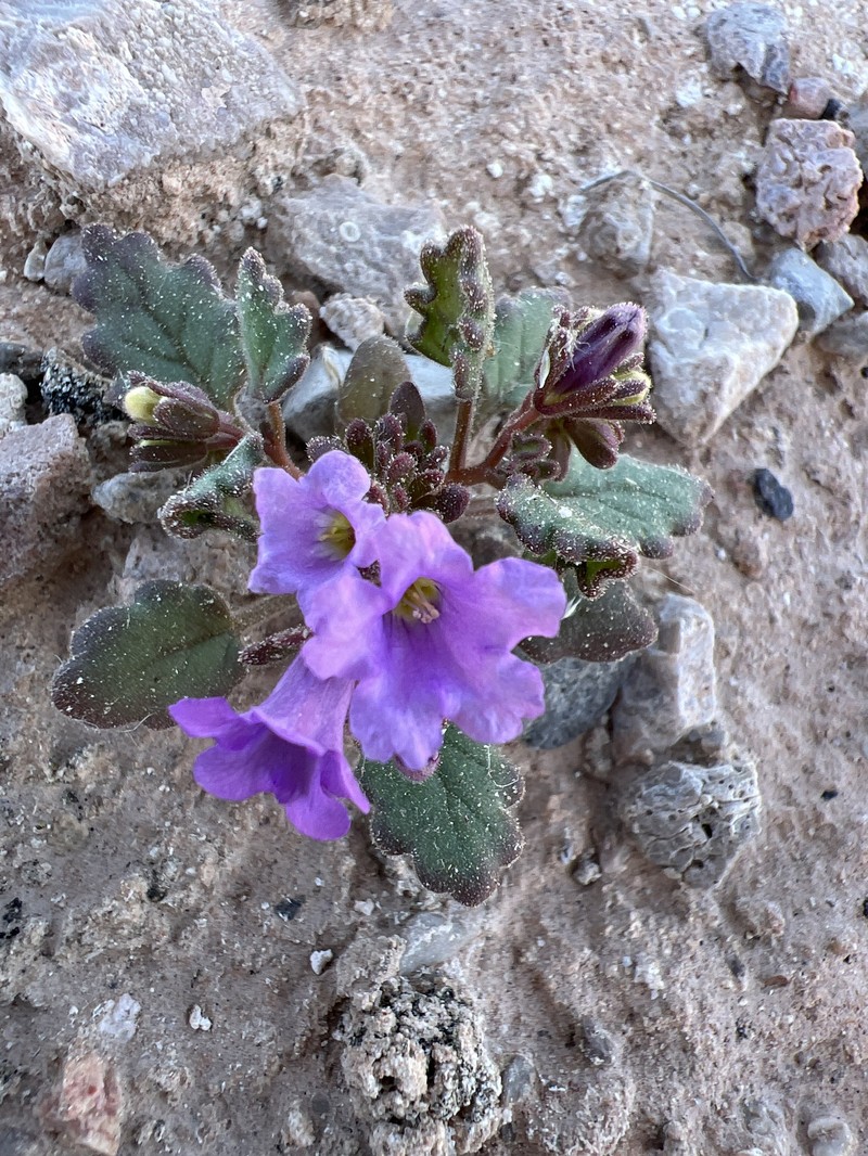 Phacelia pulchella var. gooddingii photo 7