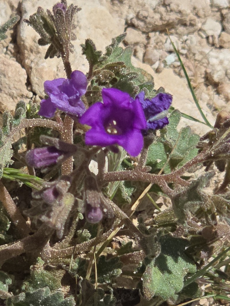 Phacelia pulchella var. gooddingii photo 8