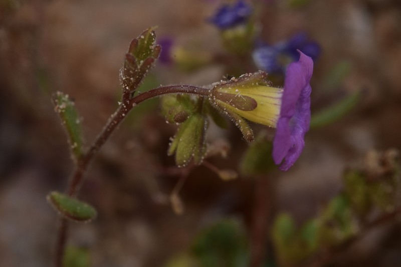Phacelia pulchella var. pulchella