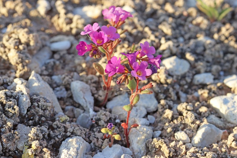 Phacelia pulchella var. pulchella photo 2