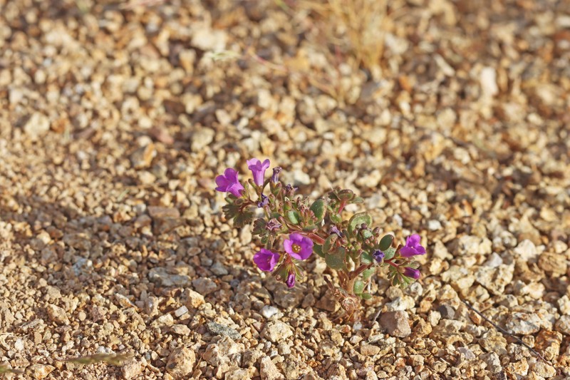 Phacelia pulchella var. pulchella photo 3