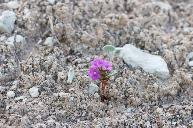 Phacelia pulchella var. pulchella photo 4