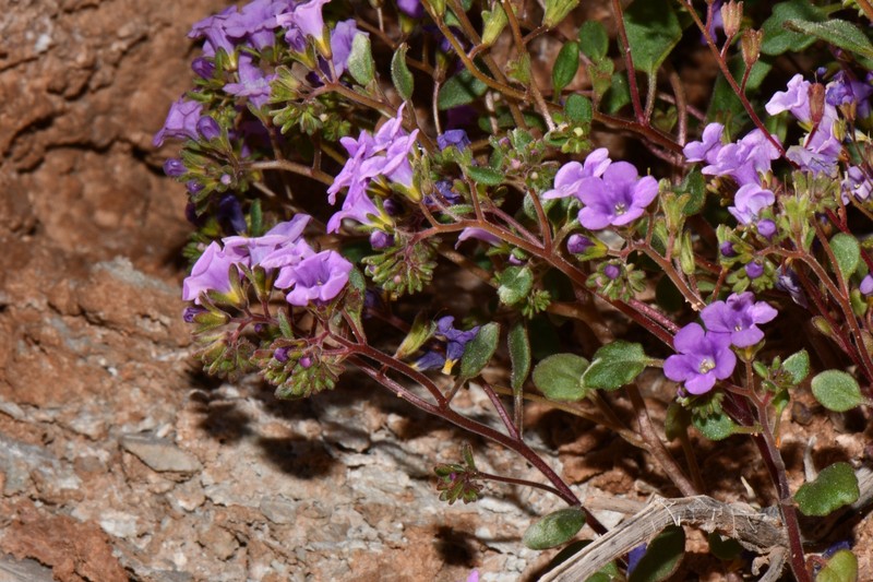 Phacelia pulchella var. pulchella photo 5