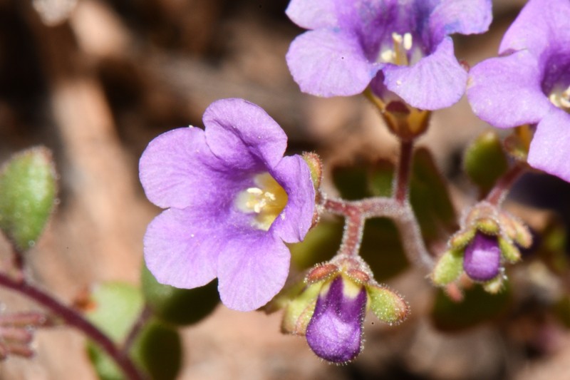 Phacelia pulchella var. pulchella photo 6