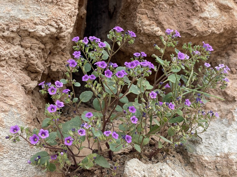 Phacelia pulchella var. pulchella photo 7